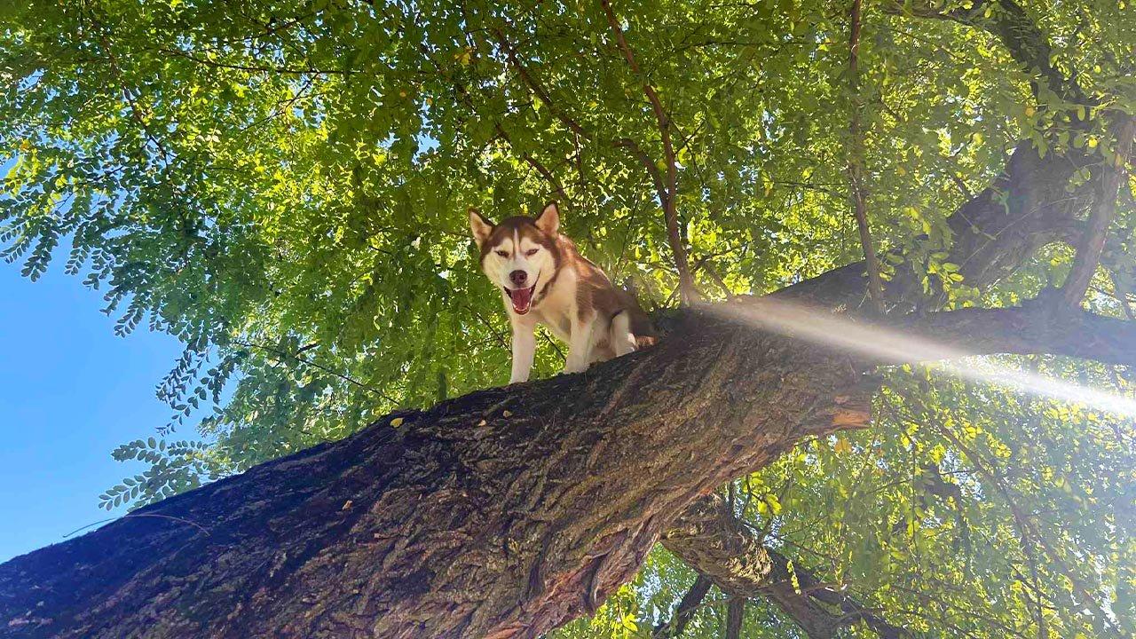 Naughty Husky Chases Squirrel, Ends Up Stuck High in a Tree Crying for Help