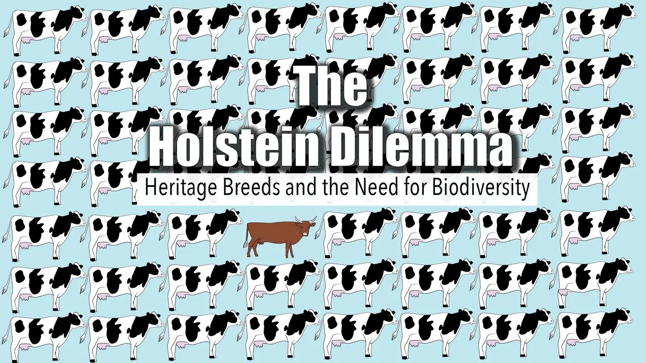 The Holstein Dilemma