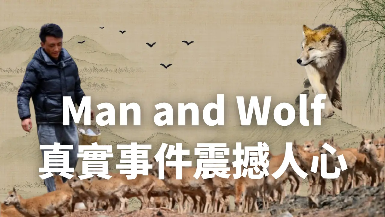 Between man and wolf, there is much hatred and hunting, yet also a small but precious warmth of kindness.